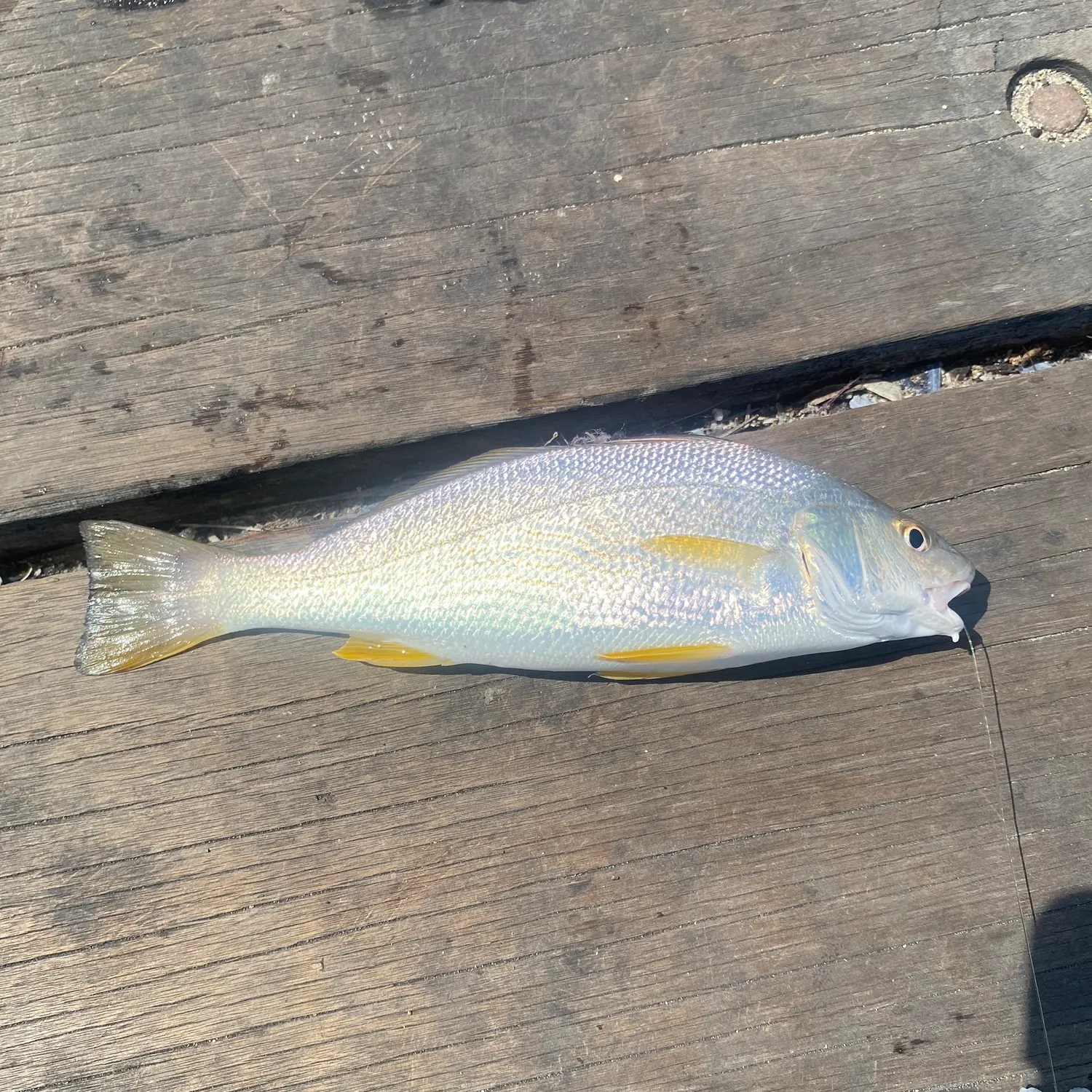 Yellowfin croaker caught on Fishbrain