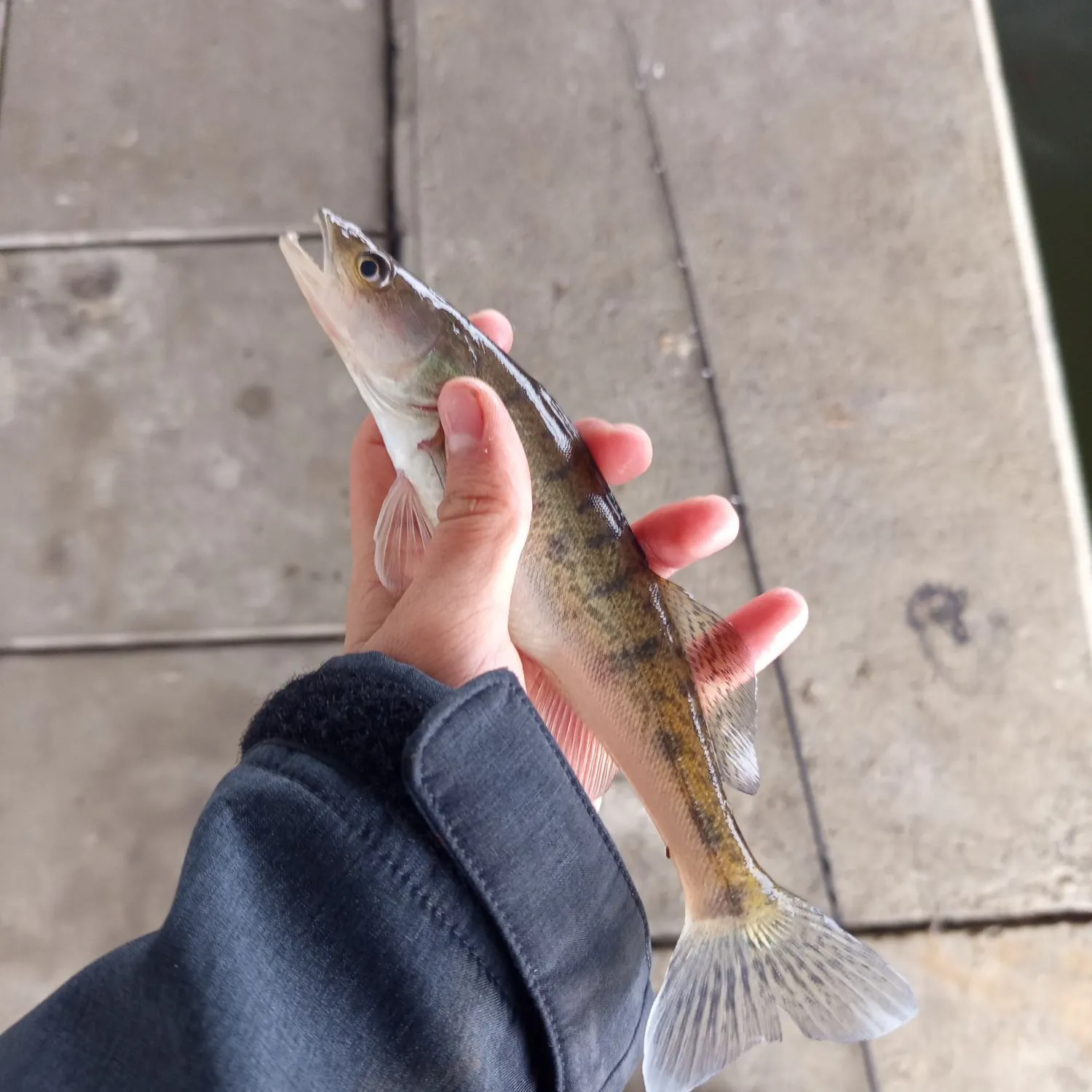 Zander caught on Fishbrain