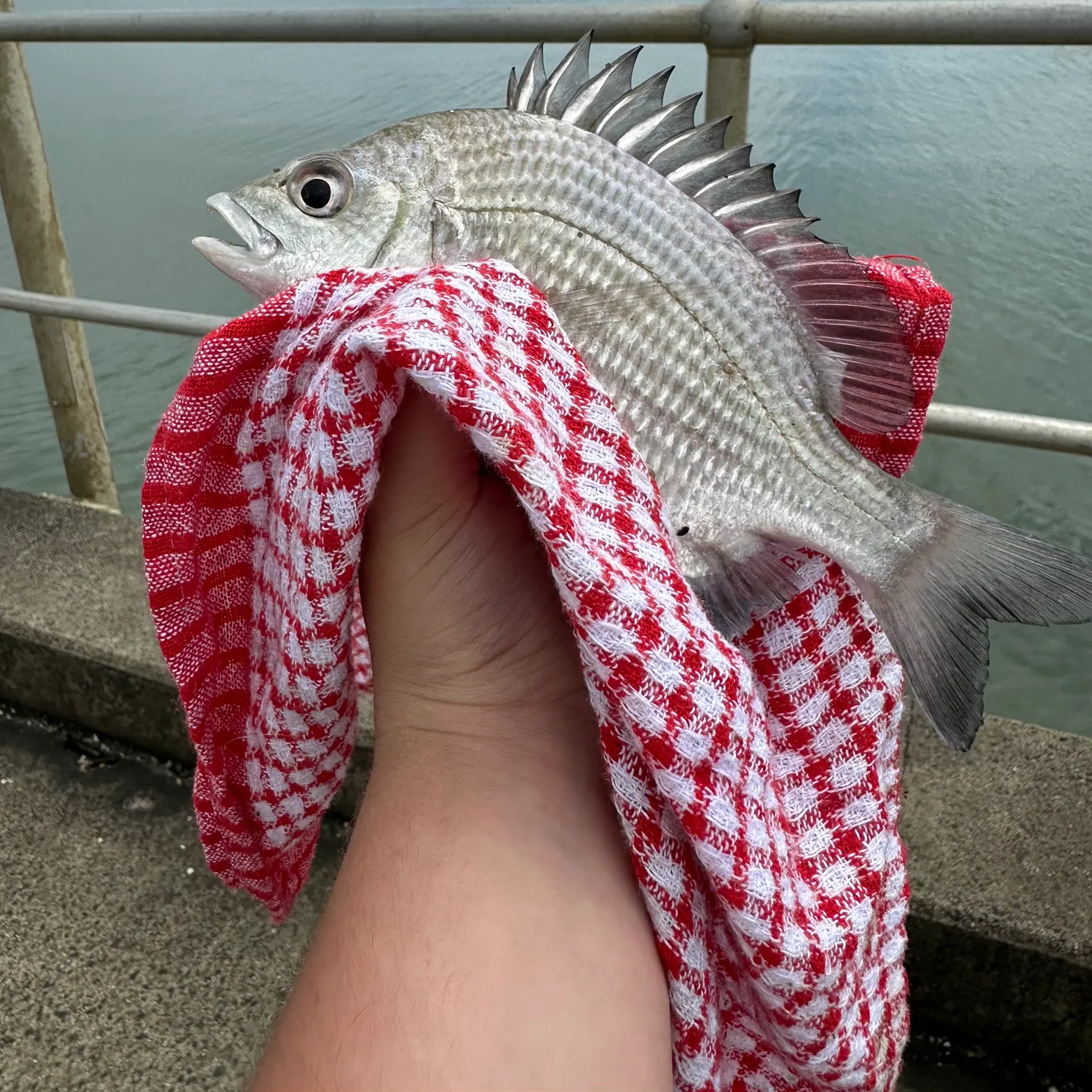 Surf bream caught on Fishbrain