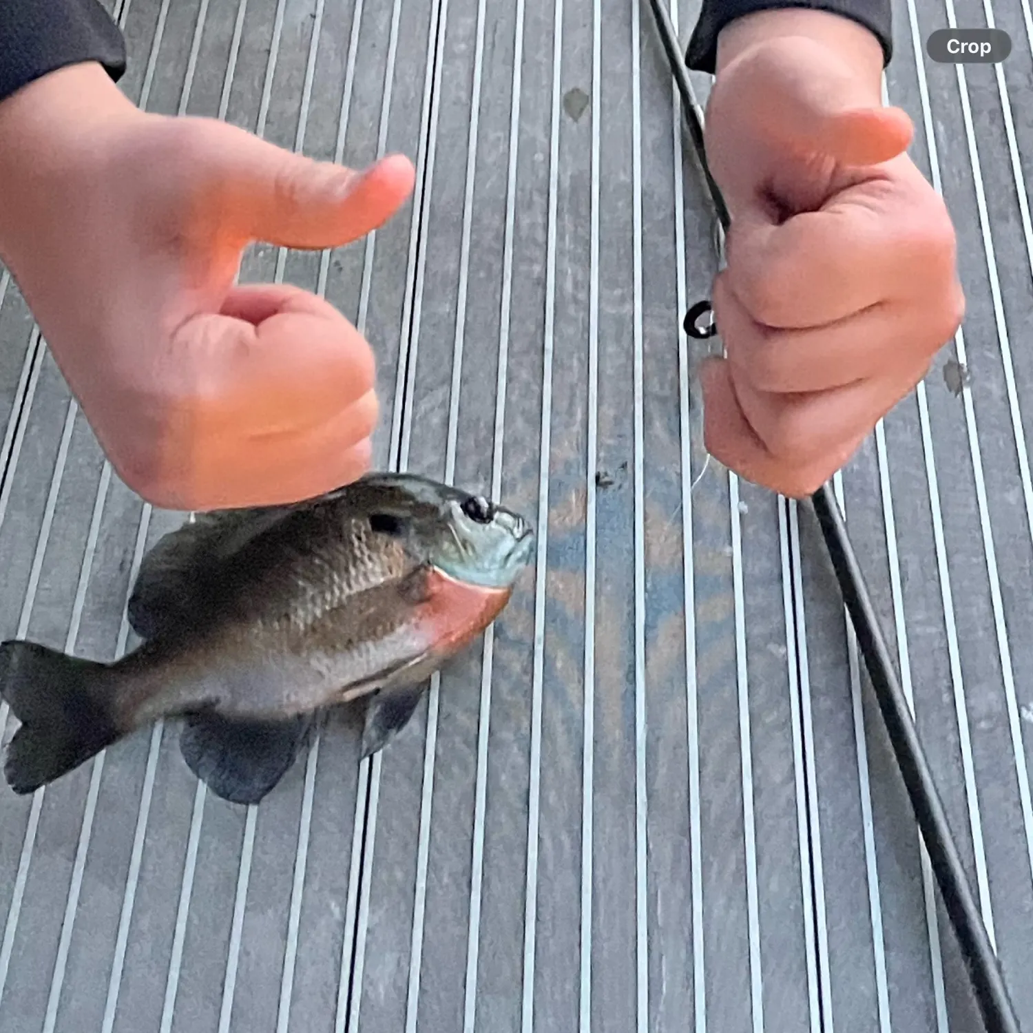 Pumpkinseed x redbreast sunfish caught on Fishbrain