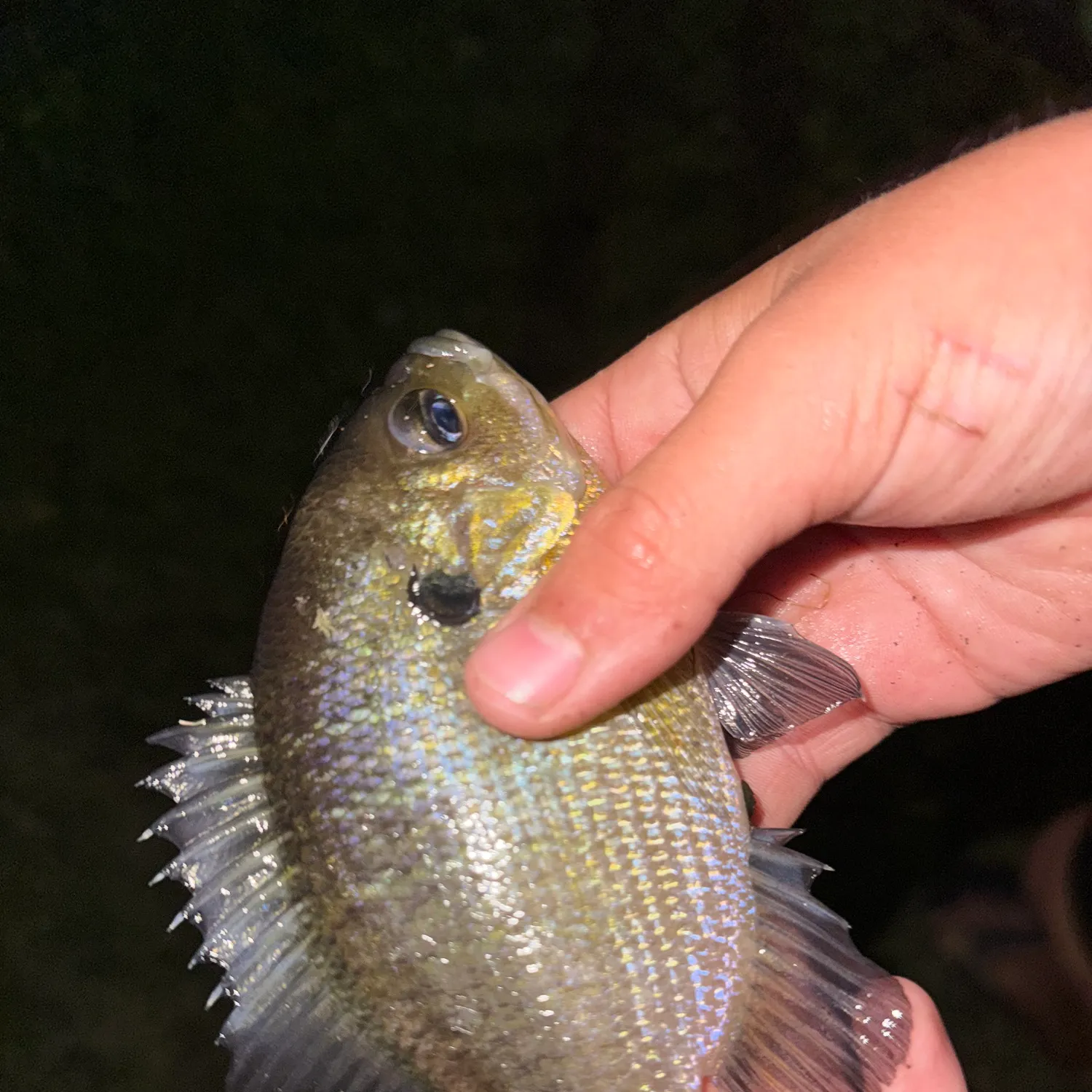 The most recent Bluegill catches on Fishbrain