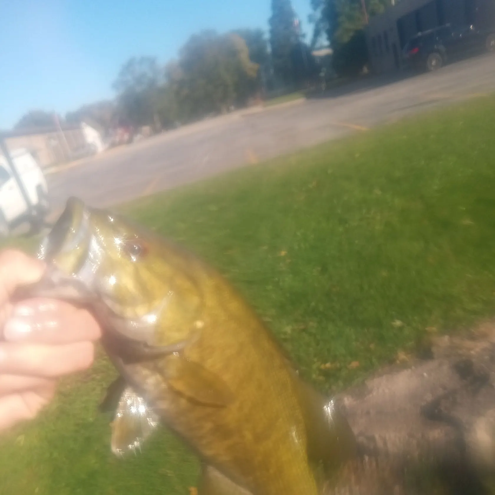 Smallmouth bass caught on Fishbrain