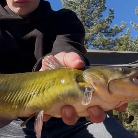 Yellow bullhead caught on Fishbrain