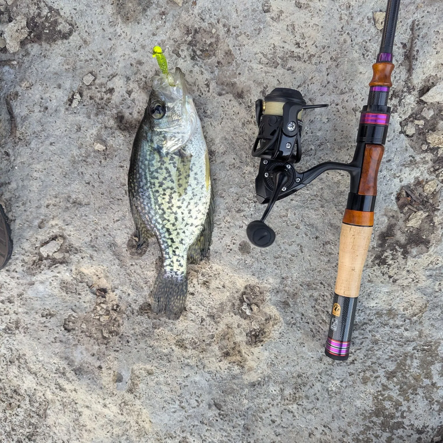 Black crappie caught on Fishbrain
