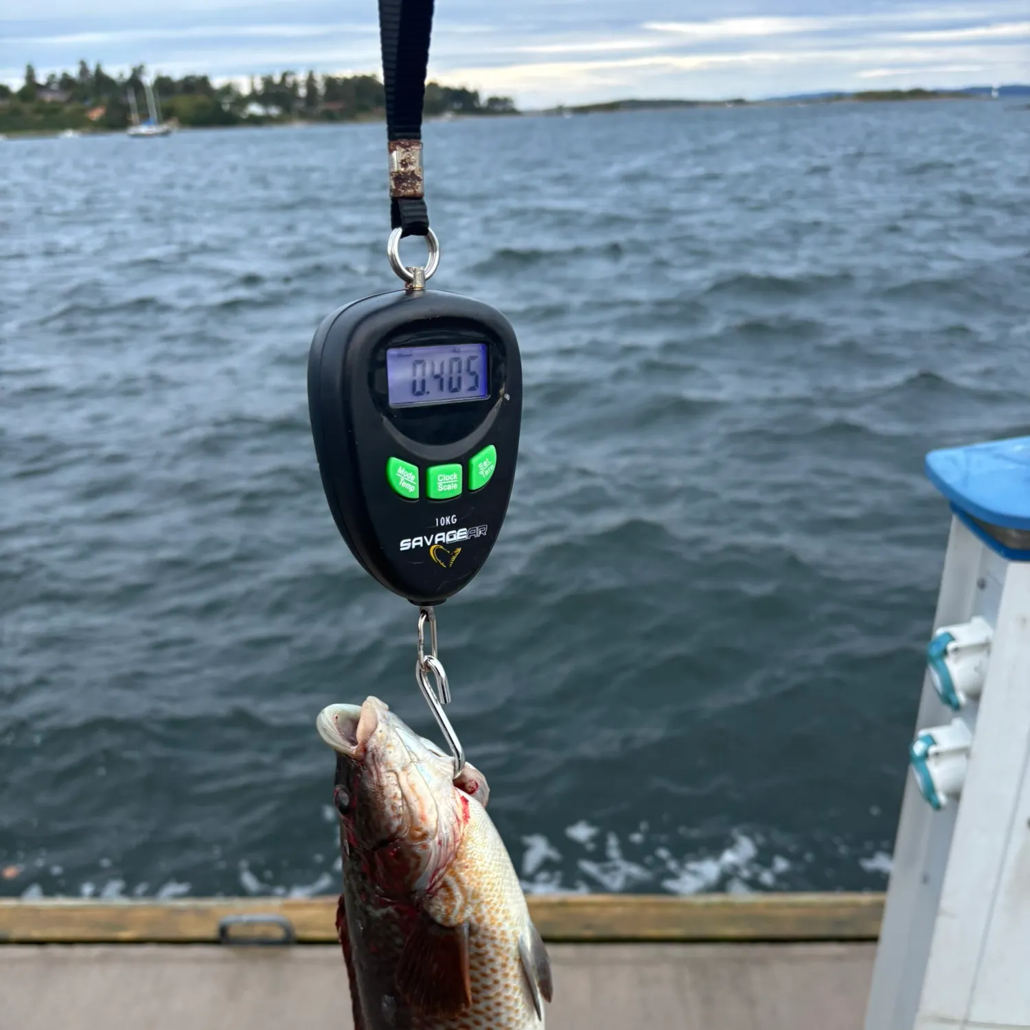 Ballan wrasse caught on Fishbrain