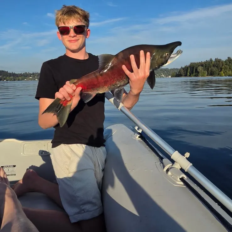The most recent Sockeye salmon catches on Fishbrain