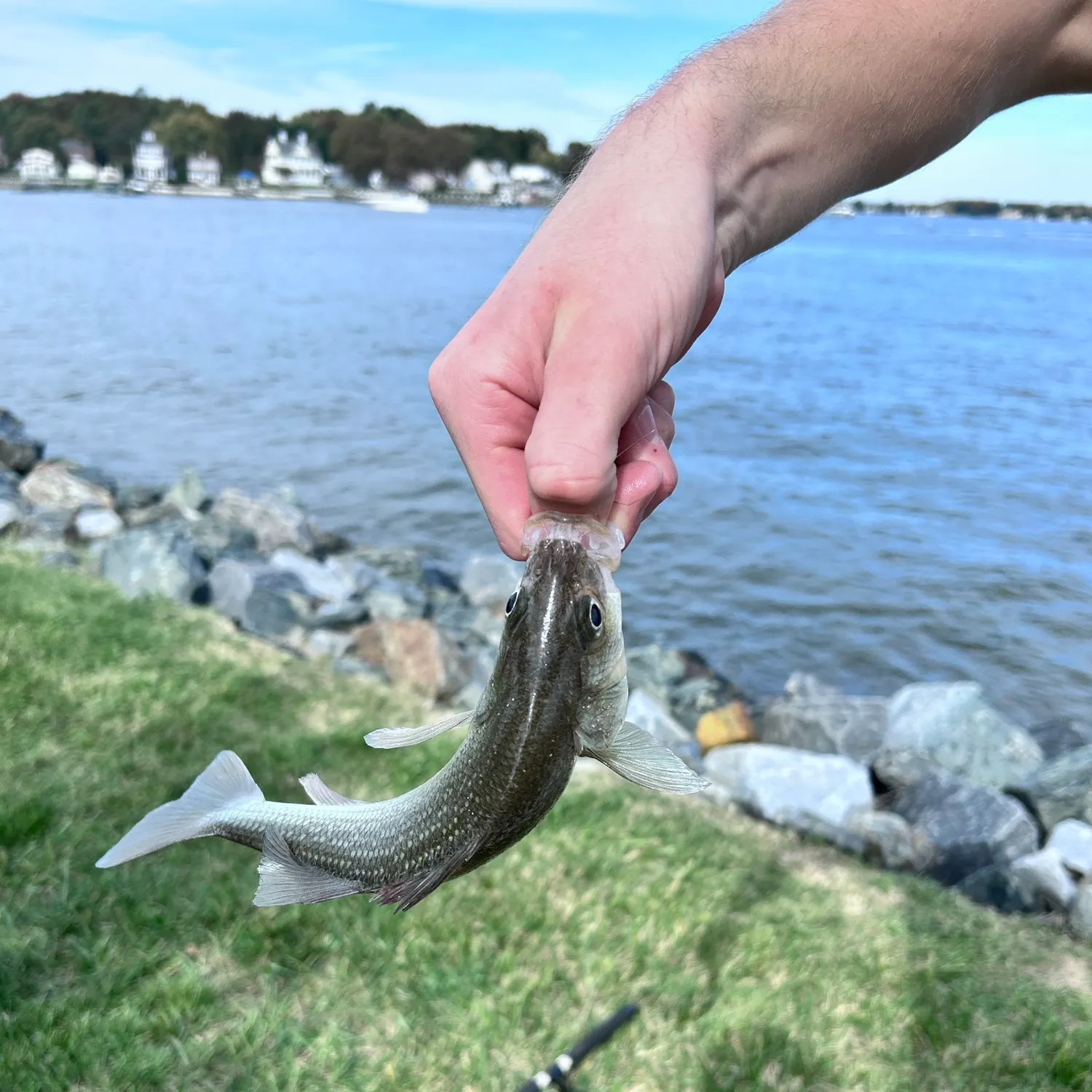 The most recent White perch catches on Fishbrain