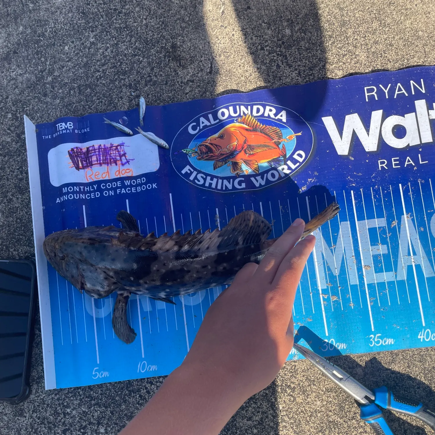 The most recent Orange-spotted grouper catches on Fishbrain