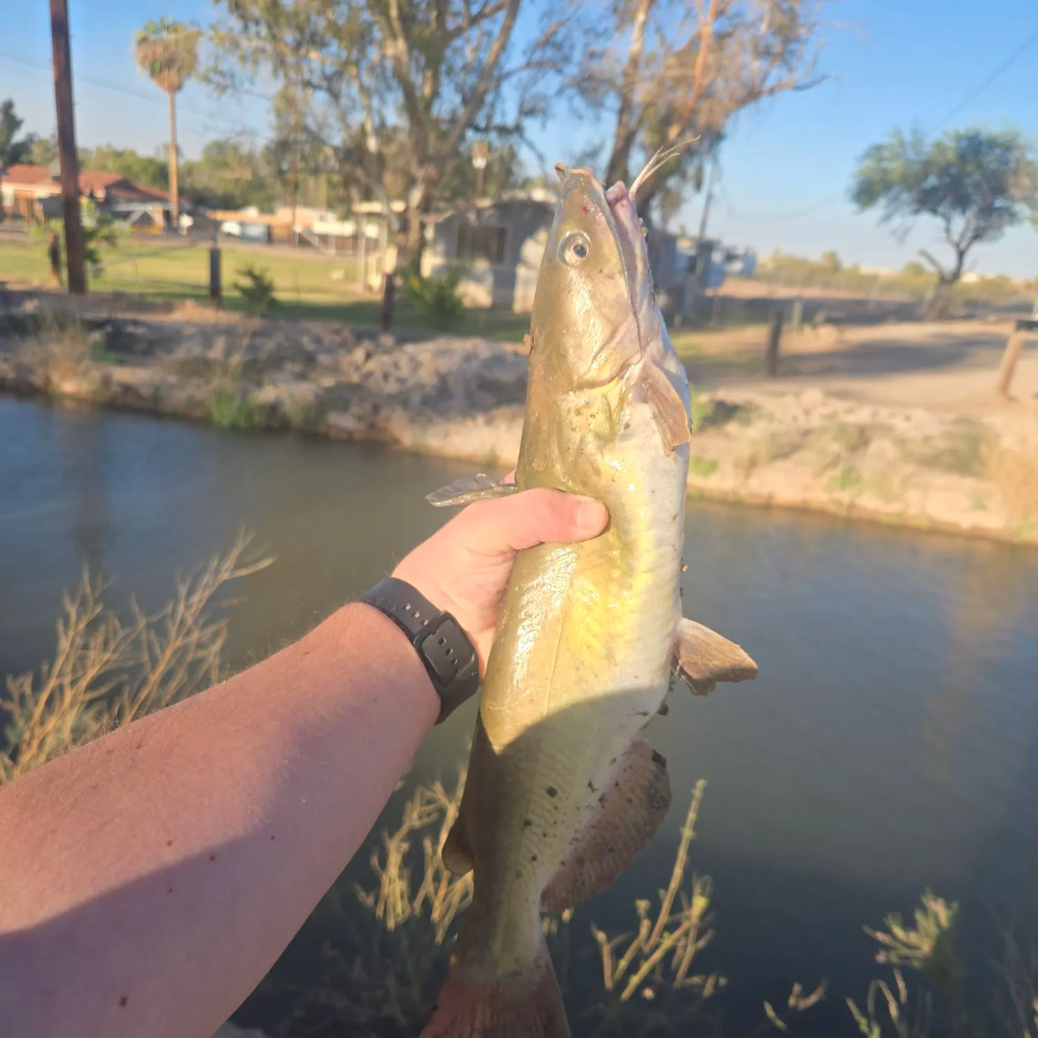 catch