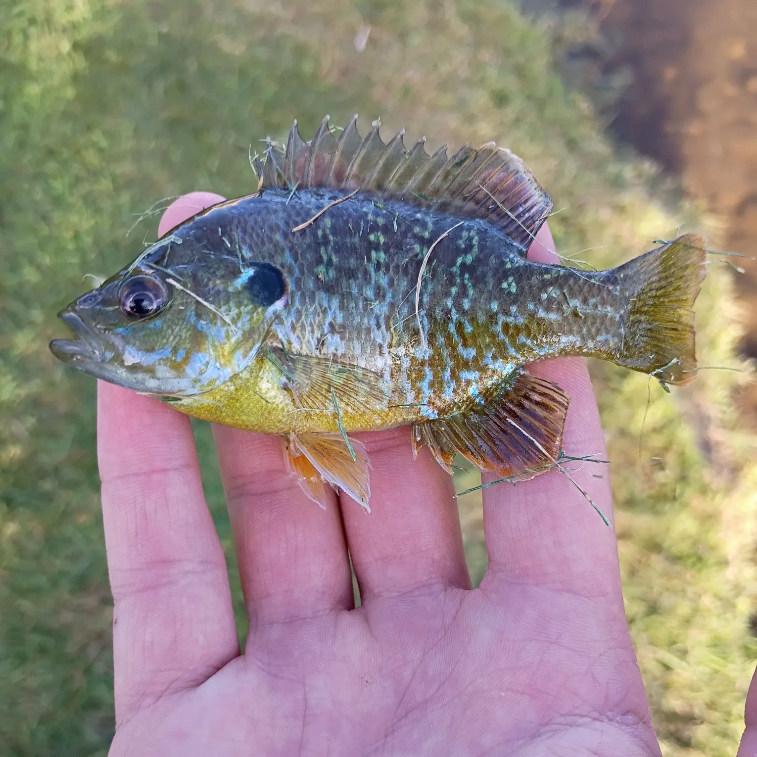 Bluegill caught on Fishbrain