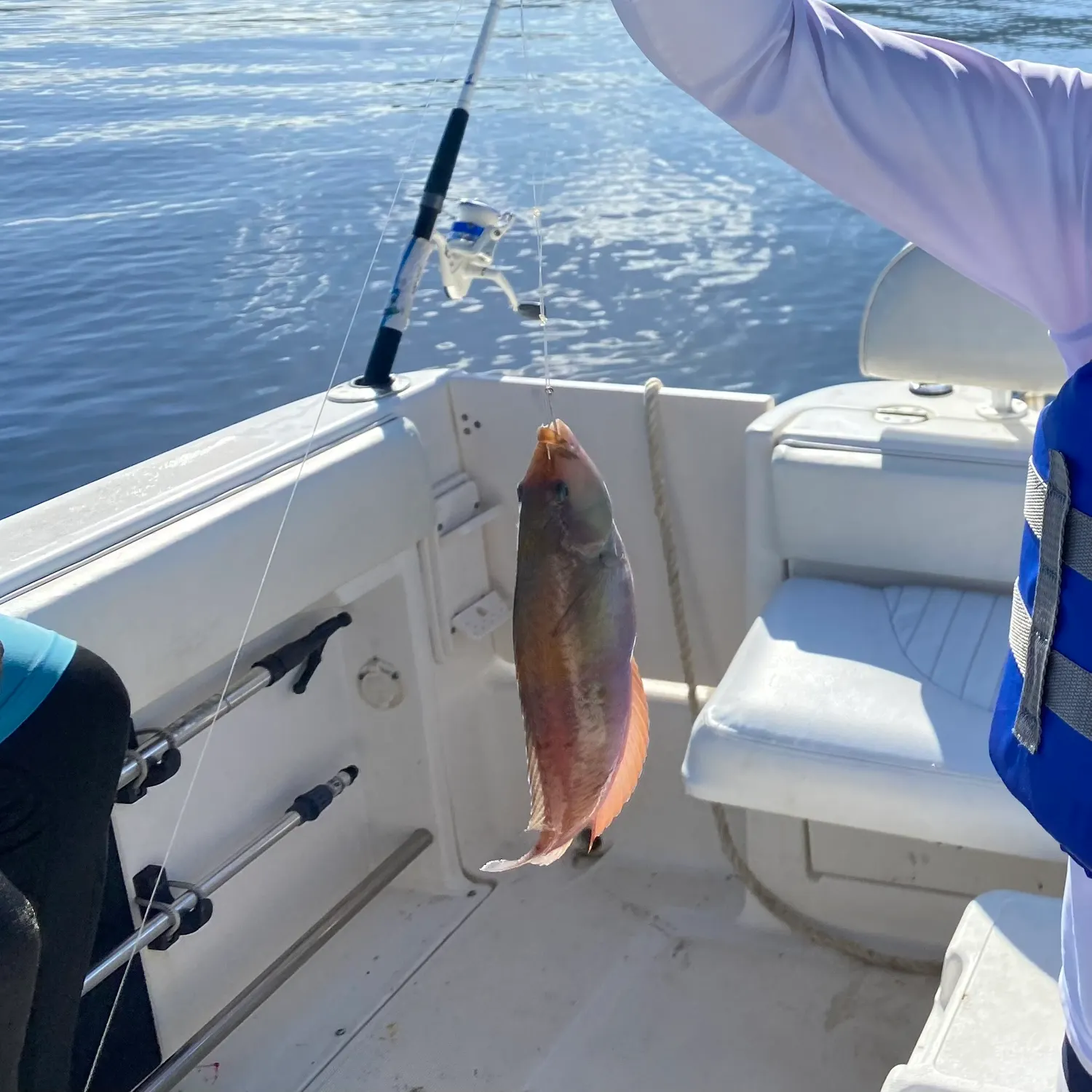 Common parrotfish caught on Fishbrain
