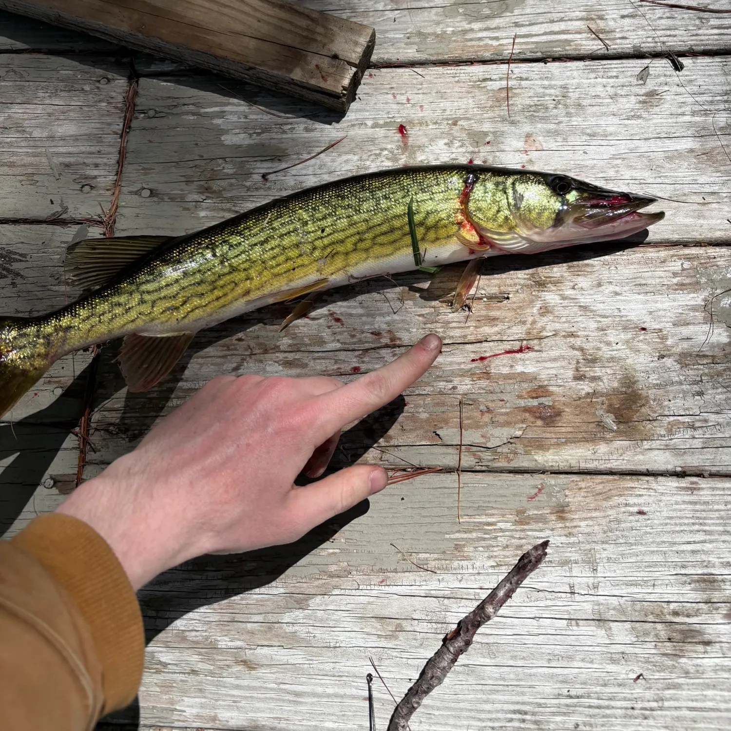 recently logged catches