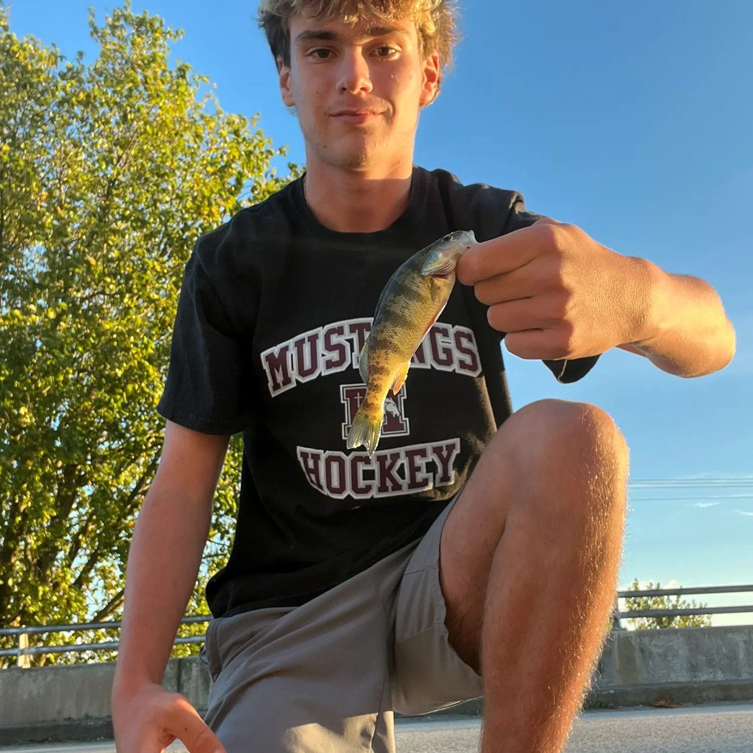 Yellow perch caught on Fishbrain