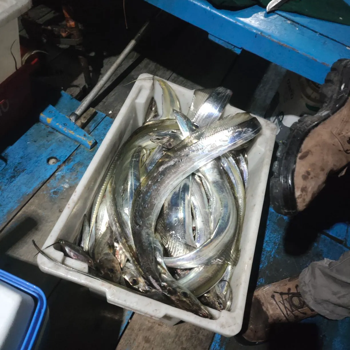 The most recent Silver scabbardfish catches on Fishbrain