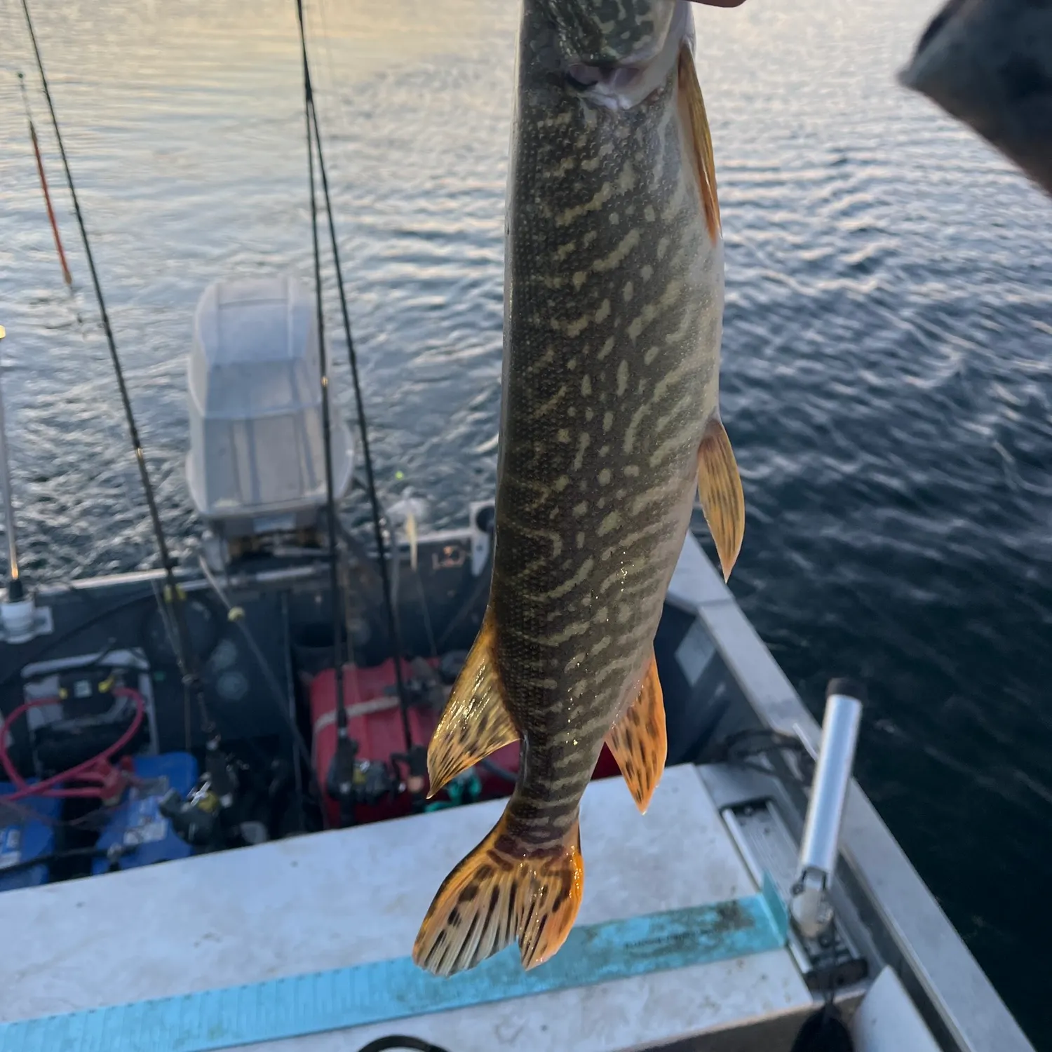Northern pike caught on Fishbrain