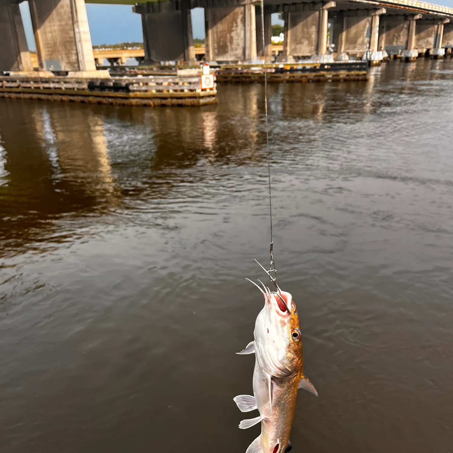 The most recent Hardhead sea catfish catches on Fishbrain