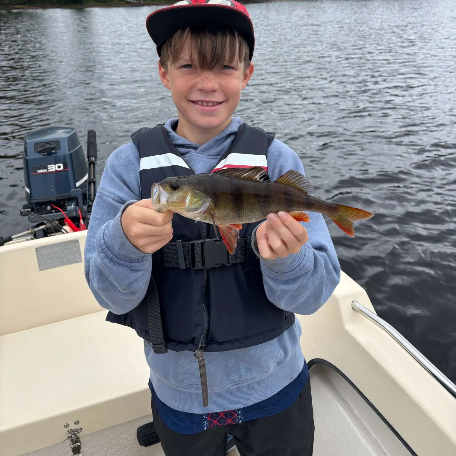 European perch caught on Fishbrain