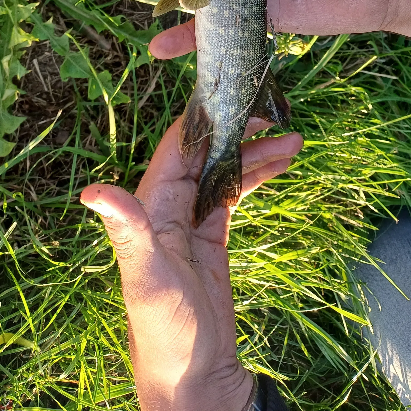 Northern pike caught on Fishbrain