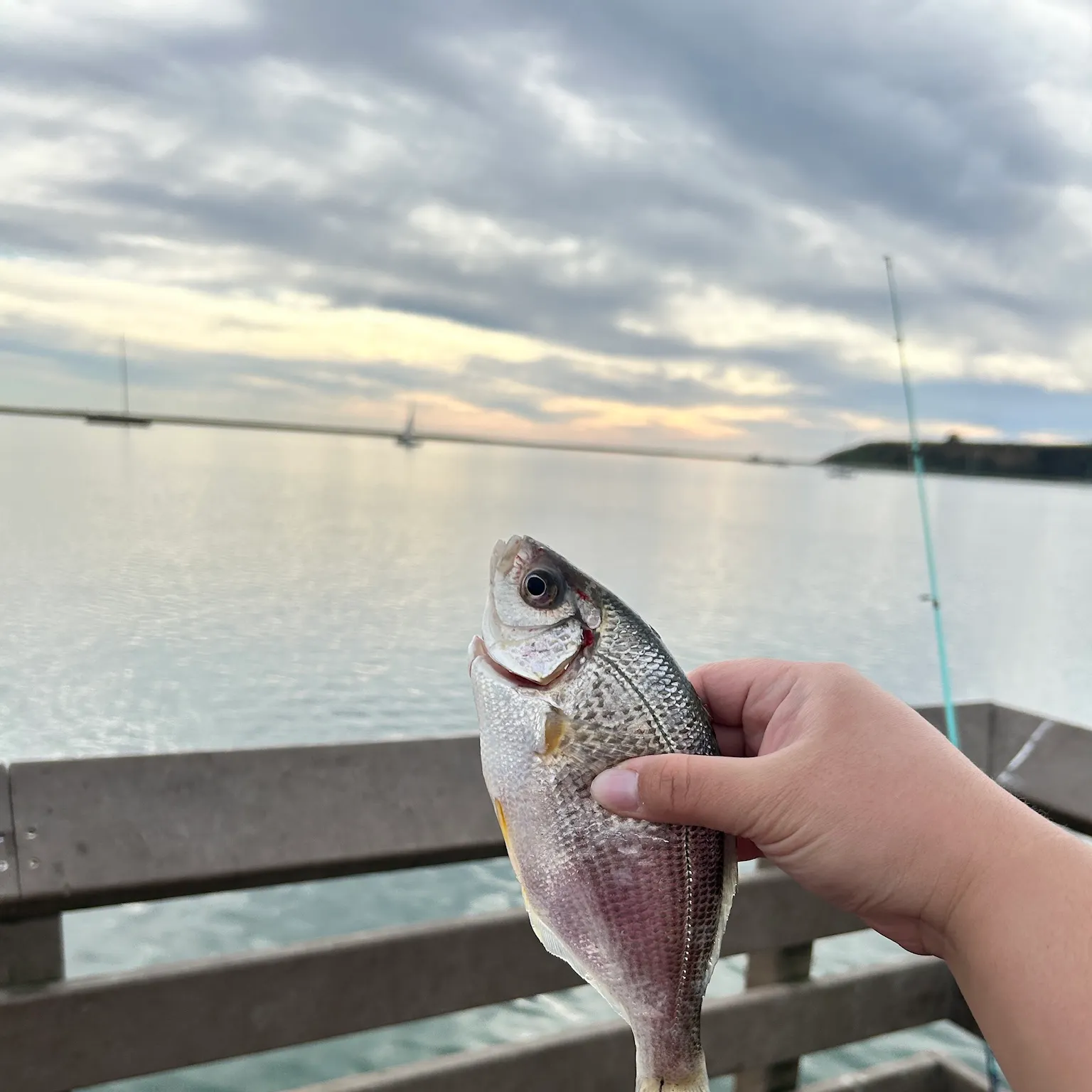 The most recent Silver surfperch catches on Fishbrain