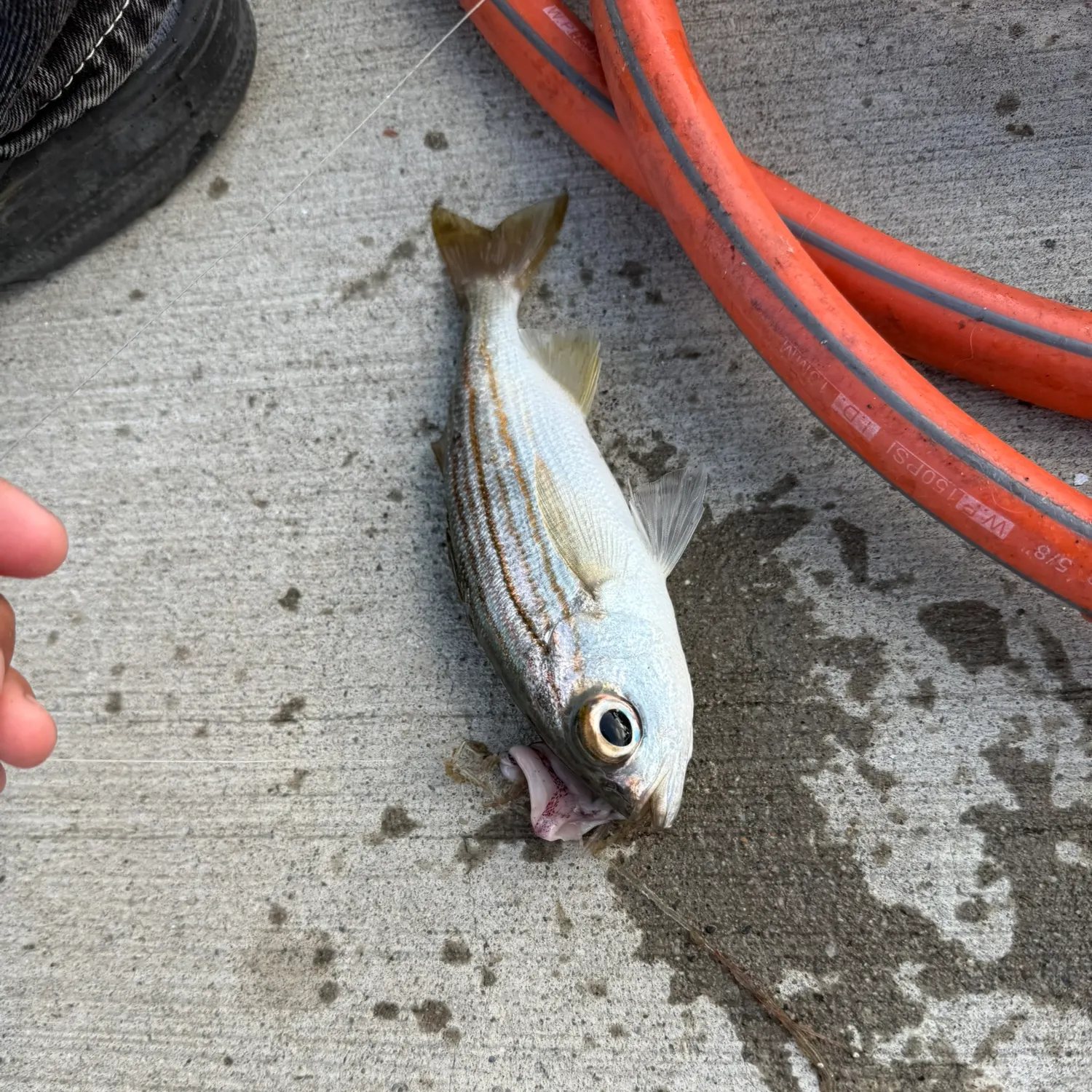 The most recent Salema porgy catches on Fishbrain