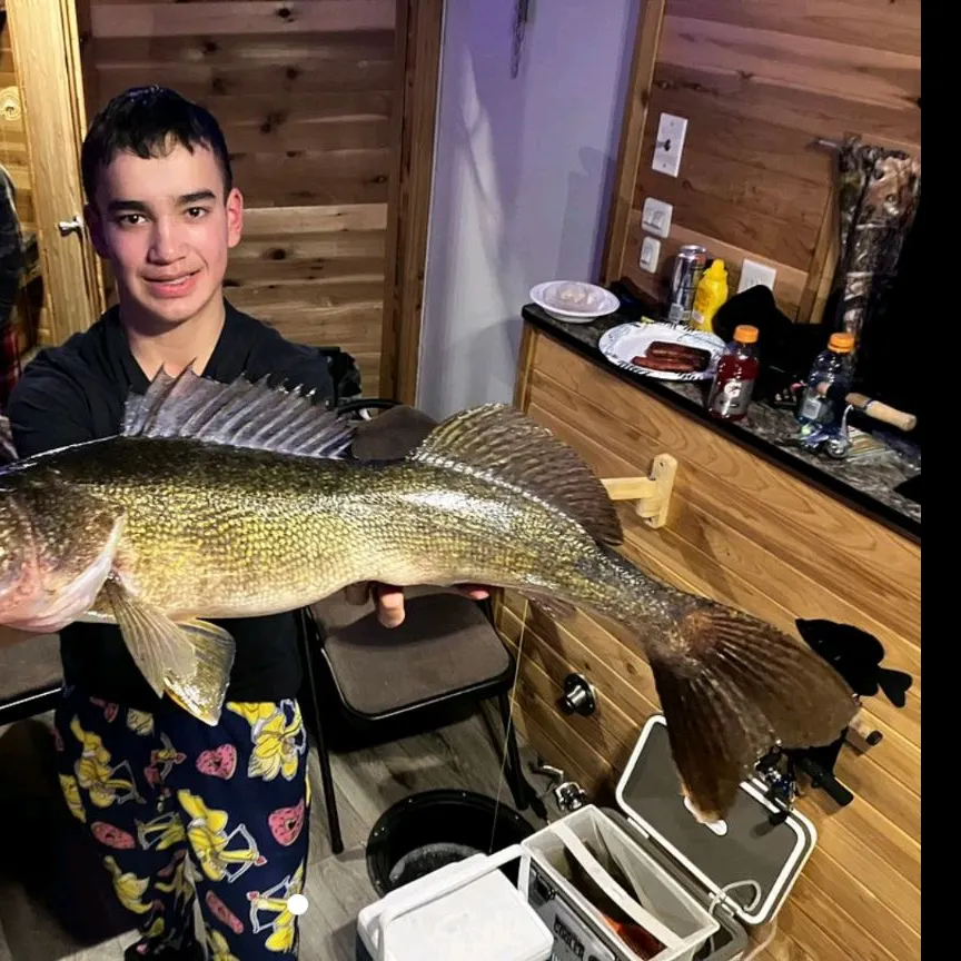 The most recent Walleye catches on Fishbrain