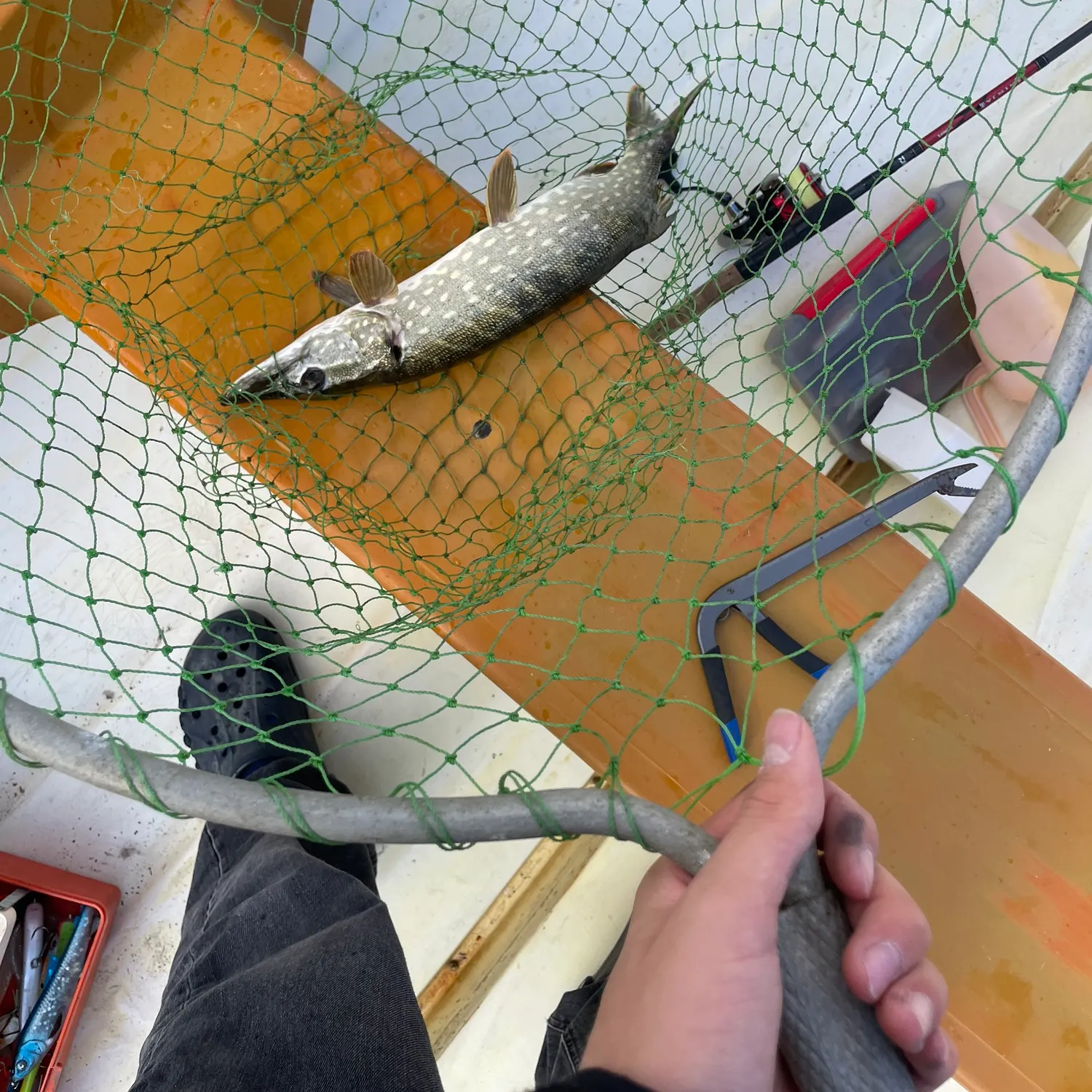Northern pike caught on Fishbrain