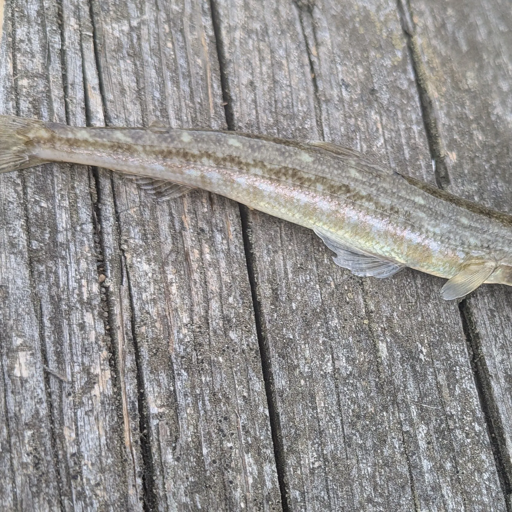 Inshore lizardfish caught on Fishbrain