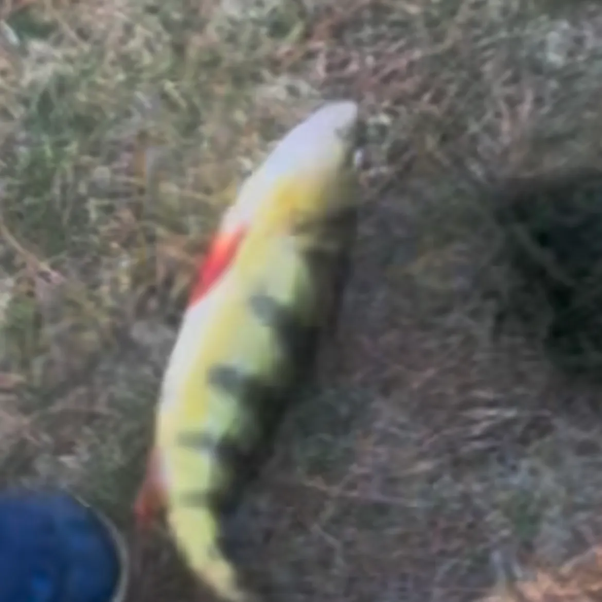 Yellow perch caught on Fishbrain