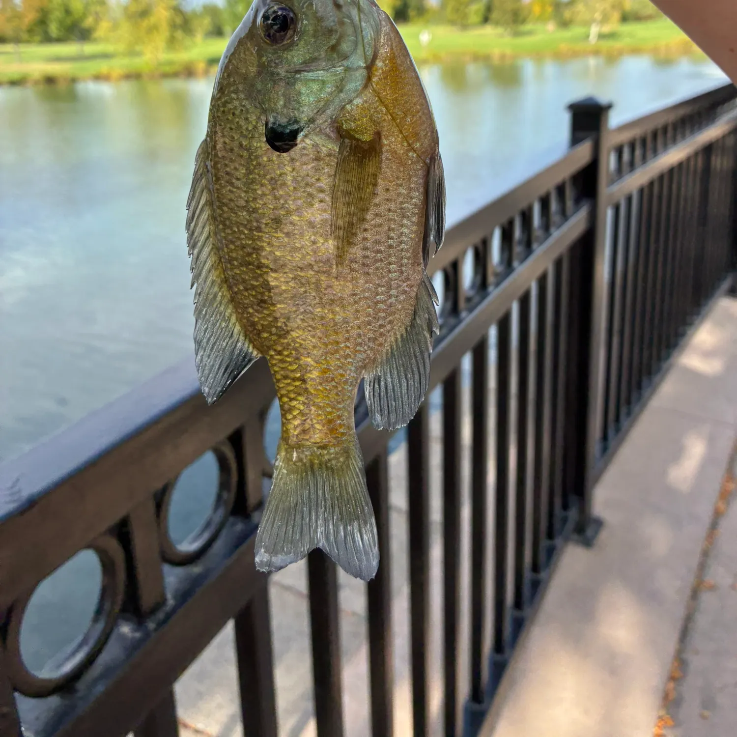 Bluegill caught on Fishbrain