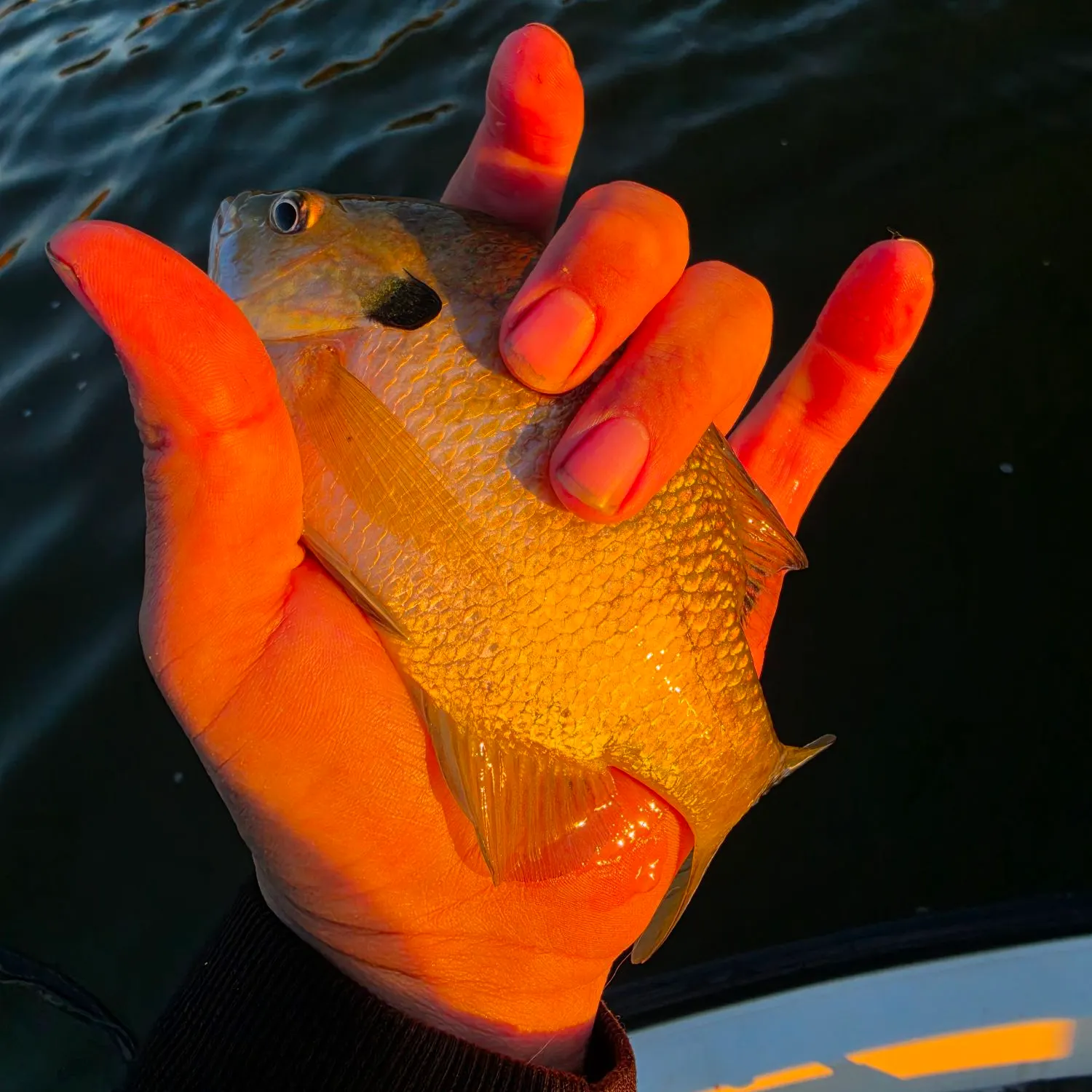 Bluegill caught on Fishbrain