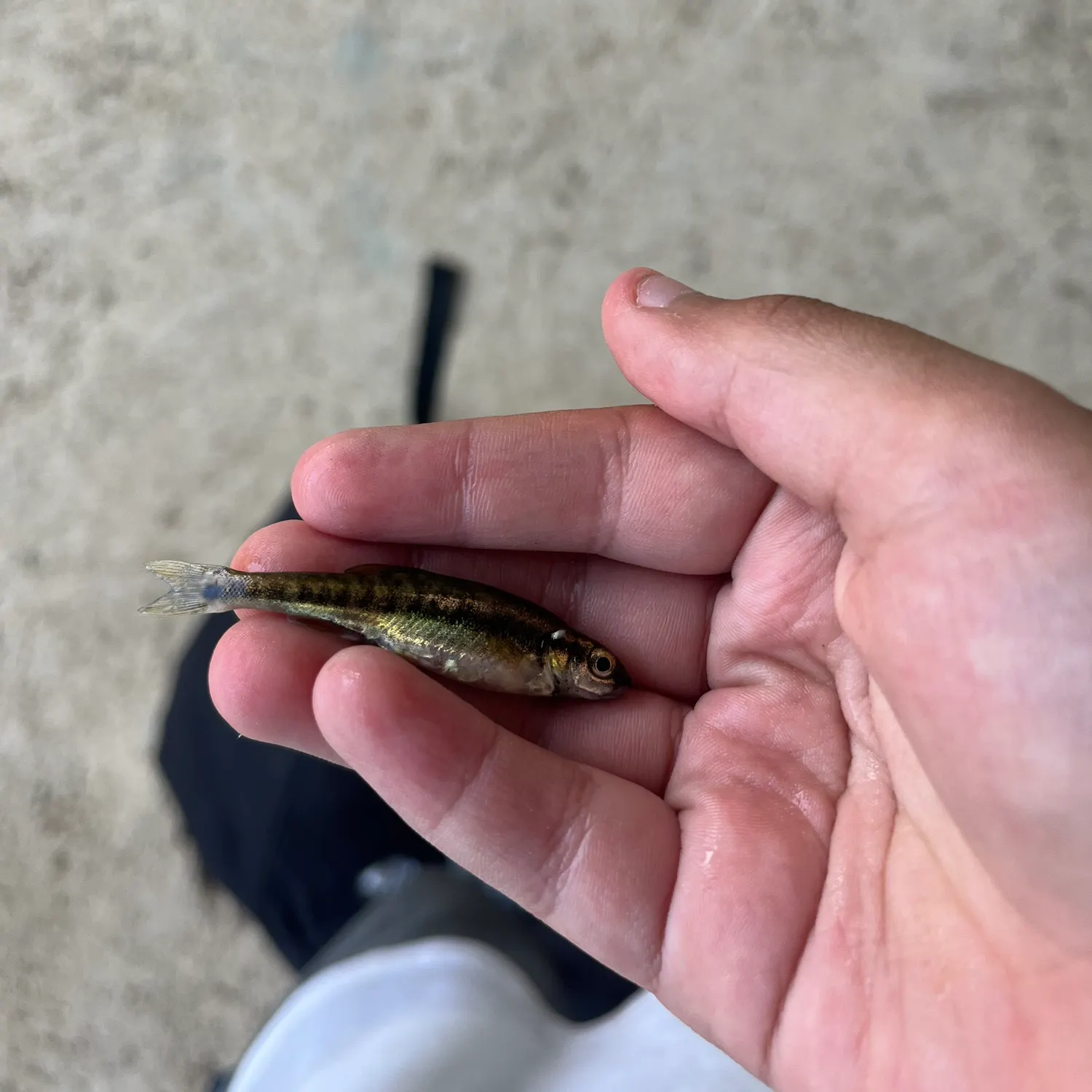 The most recent Eurasian minnow catches on Fishbrain