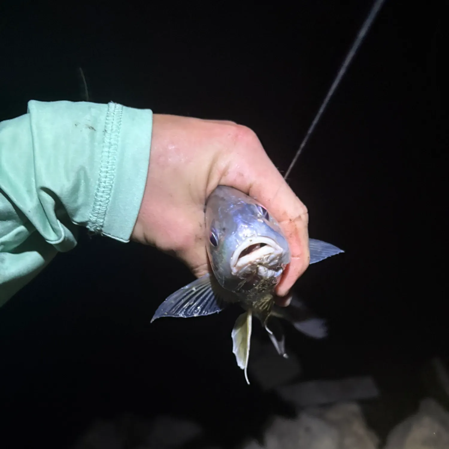 Freshwater drum caught on Fishbrain