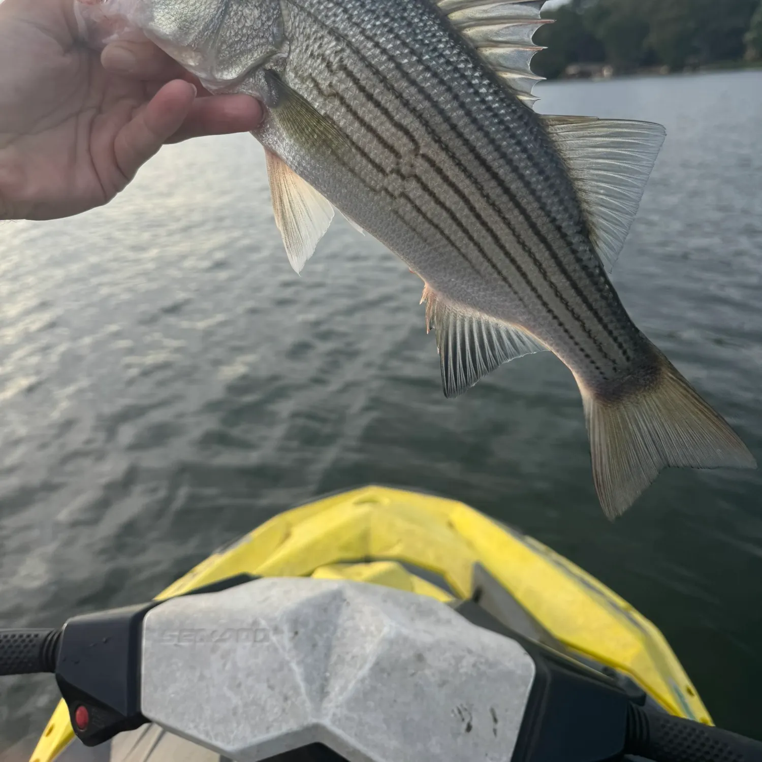 Wiper caught on Fishbrain