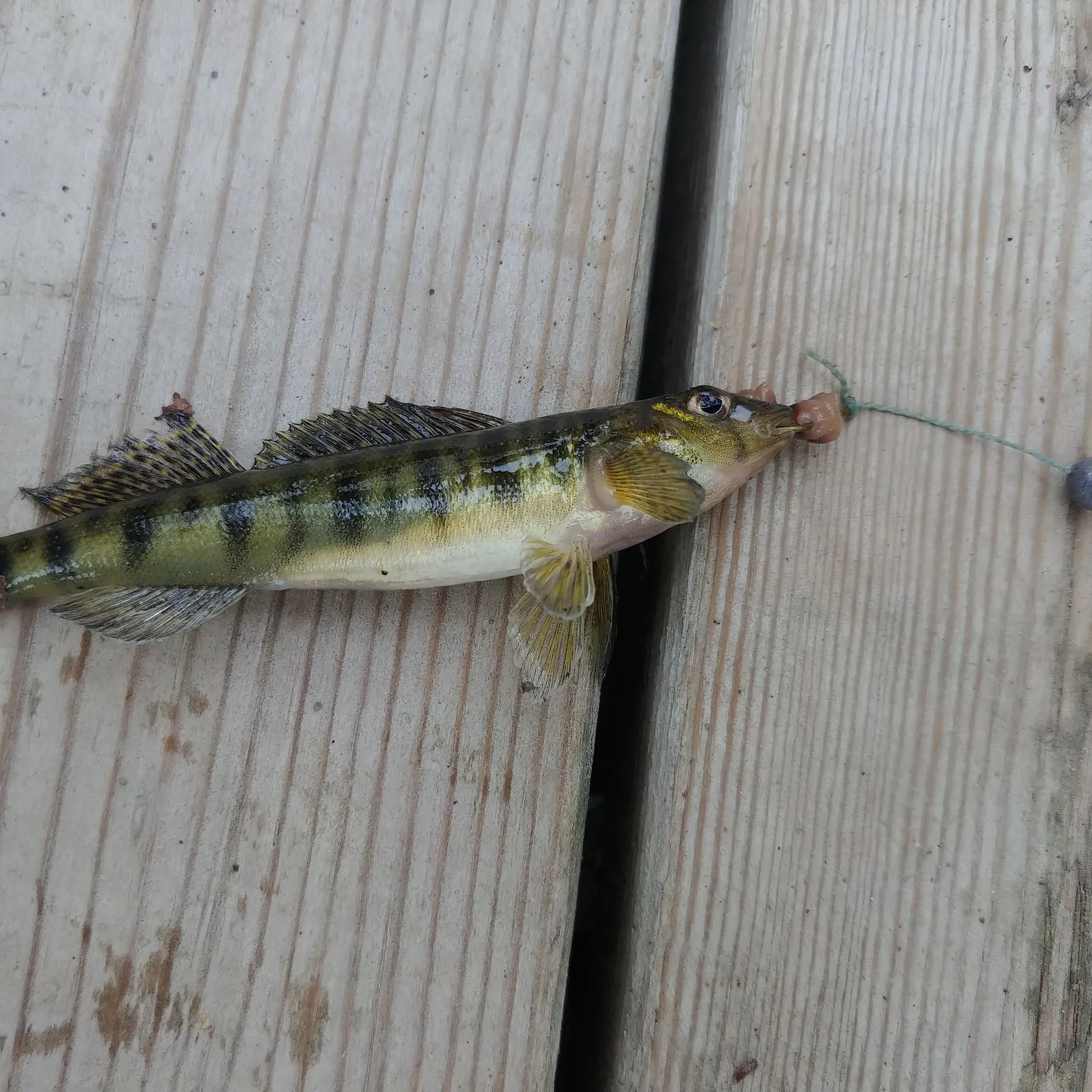 Common logperch caught on Fishbrain