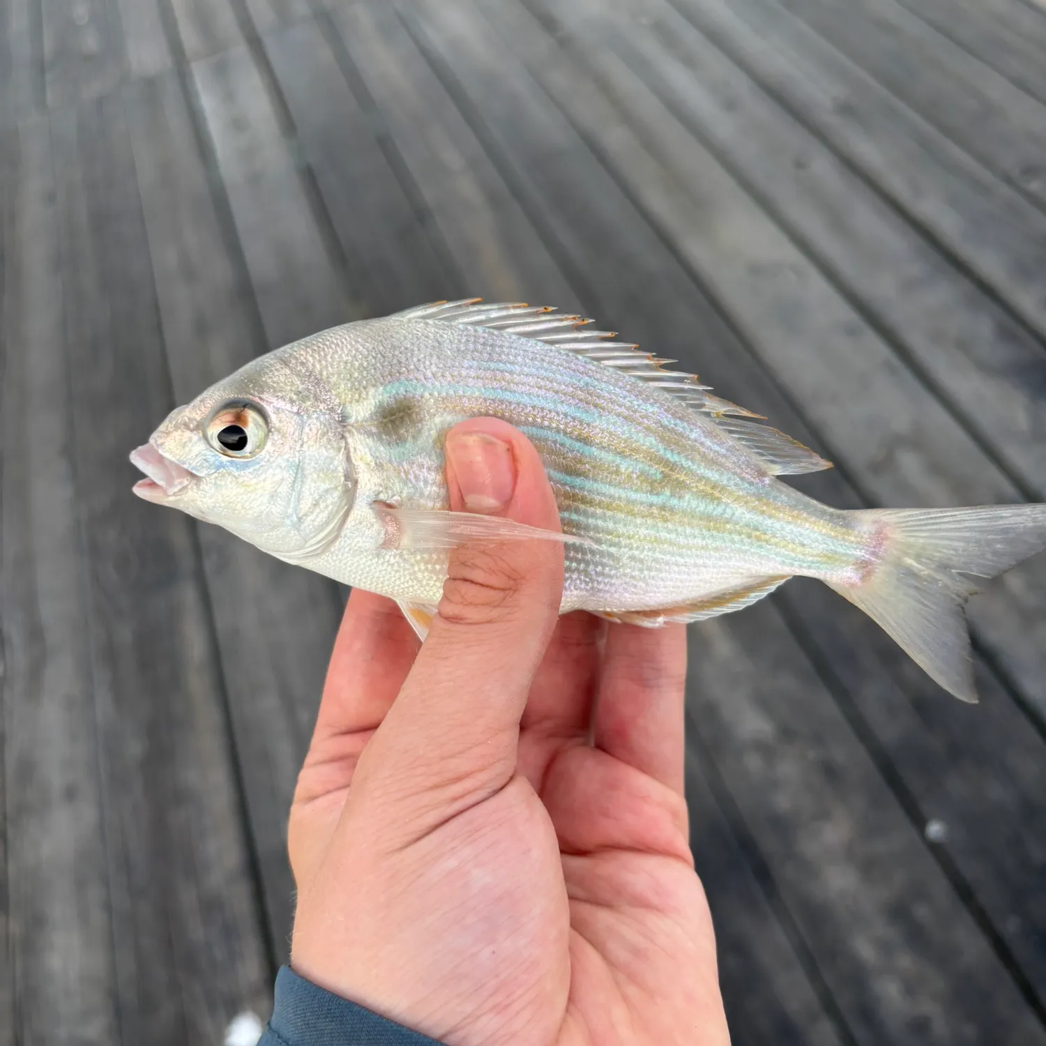 Pinfish caught on Fishbrain