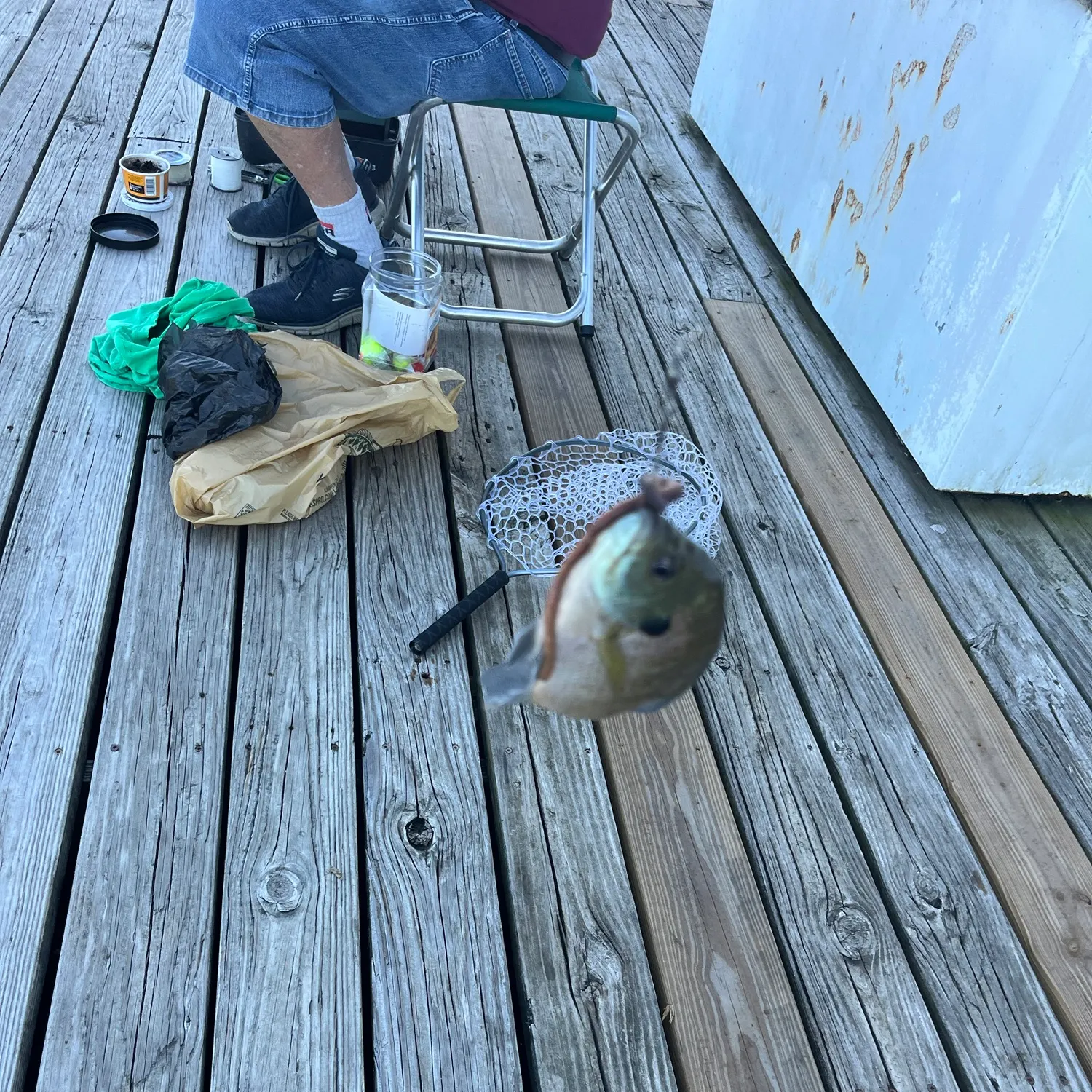 Bluegill caught on Fishbrain