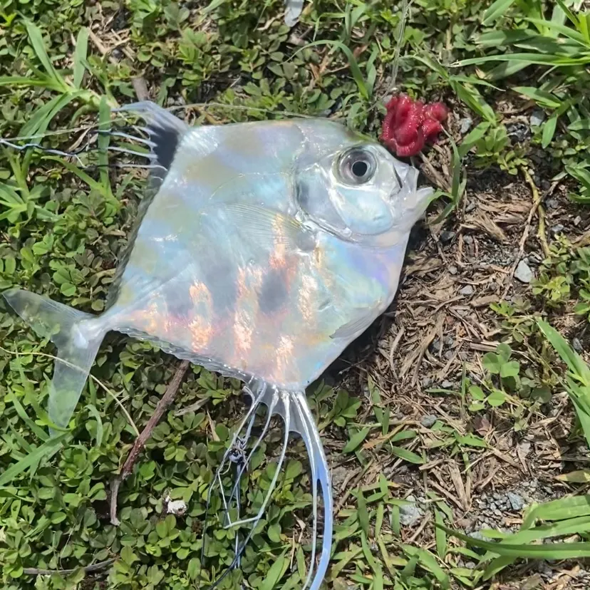 The most recent Indian threadfish catches on Fishbrain