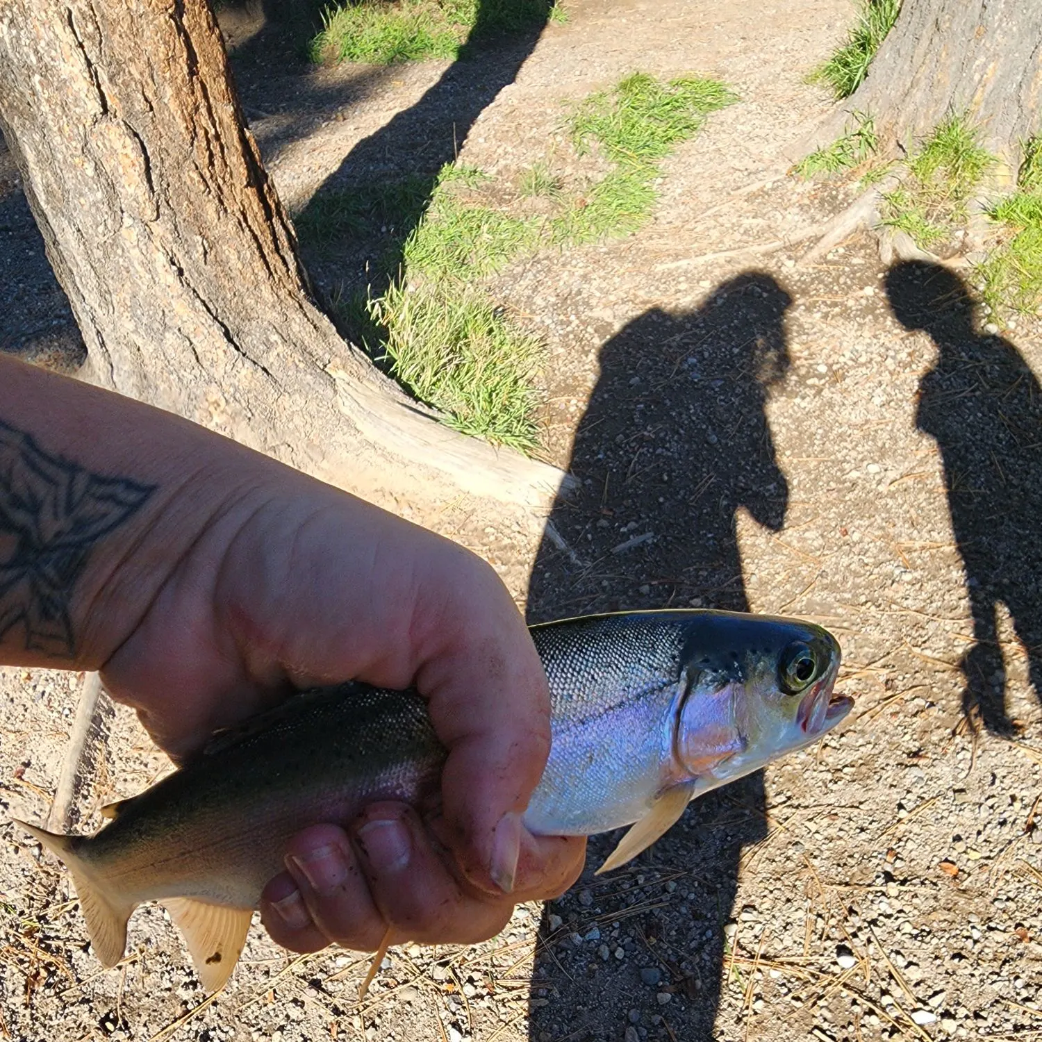 Rainbow trout caught on Fishbrain