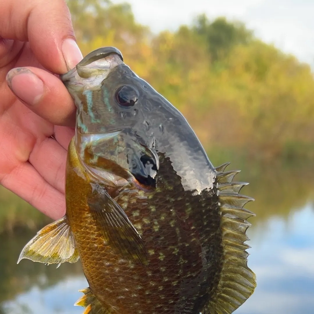 Greengill hybrid caught on Fishbrain