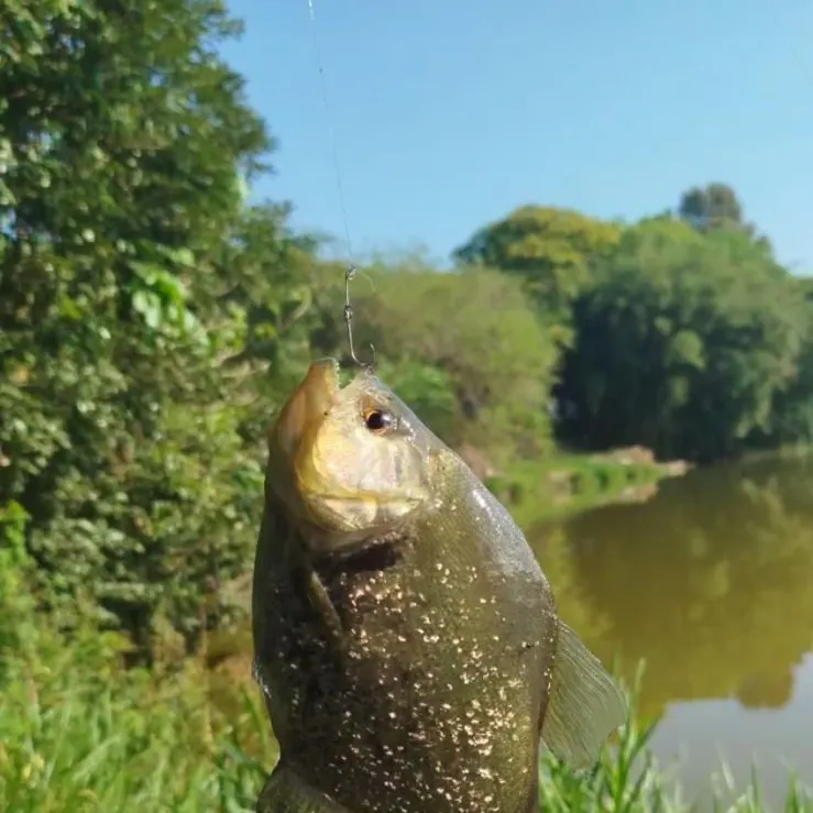 The most recent Redeye piranha catches on Fishbrain