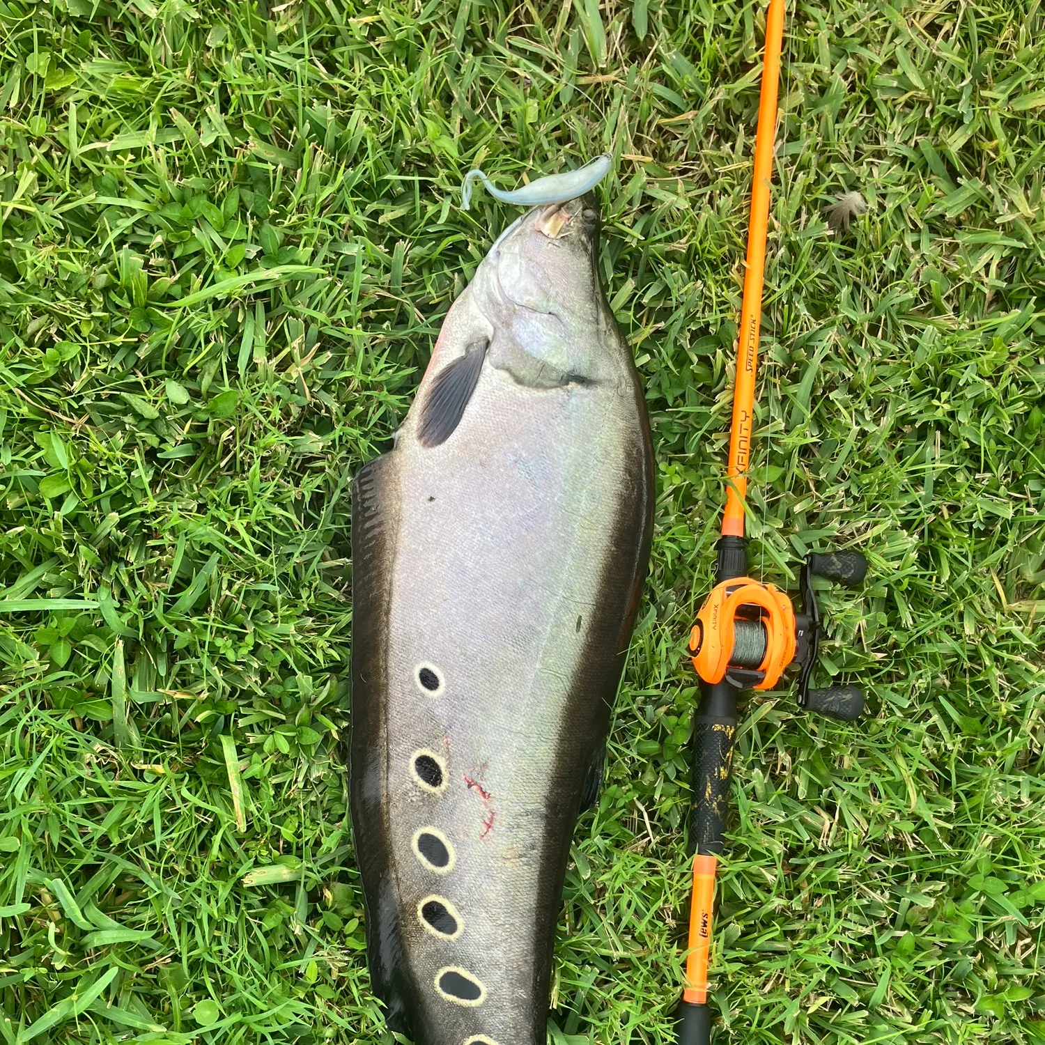 The most recent Clown knifefish catches on Fishbrain