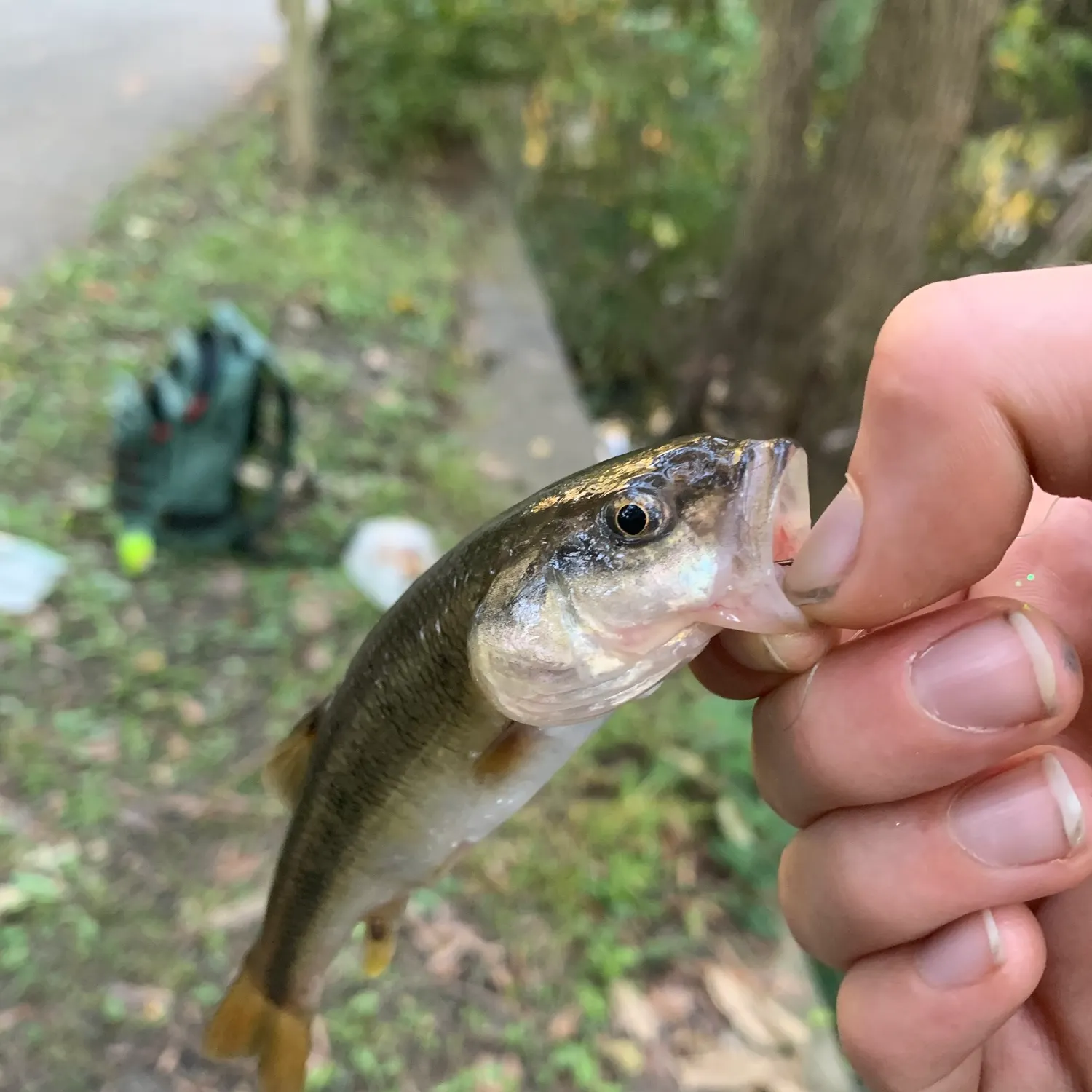 Creek chub caught on Fishbrain