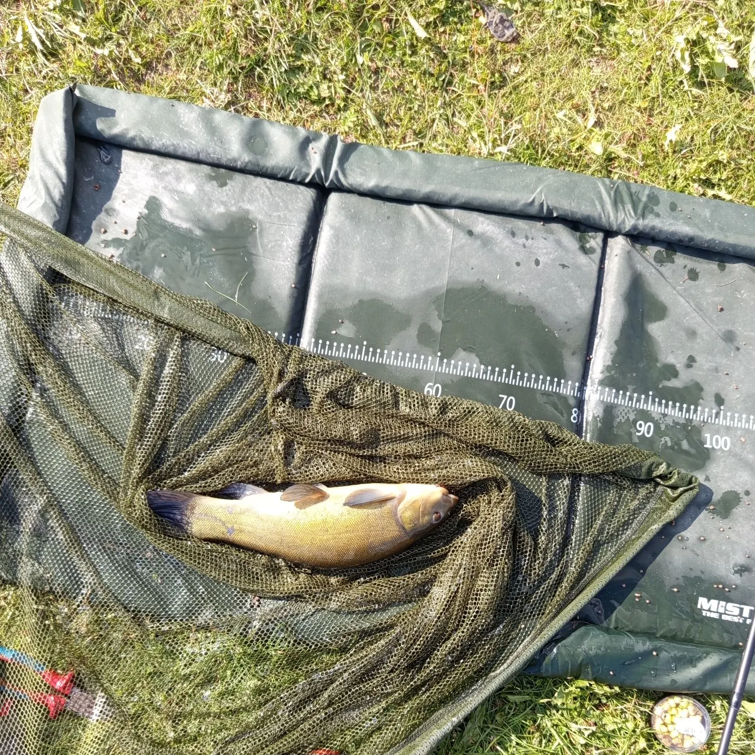 The most recent Tench catches on Fishbrain