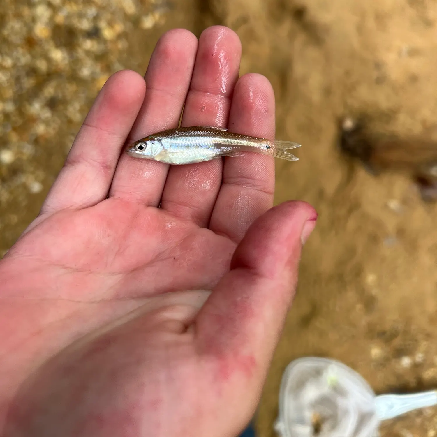 The most recent Rough shiner catches on Fishbrain