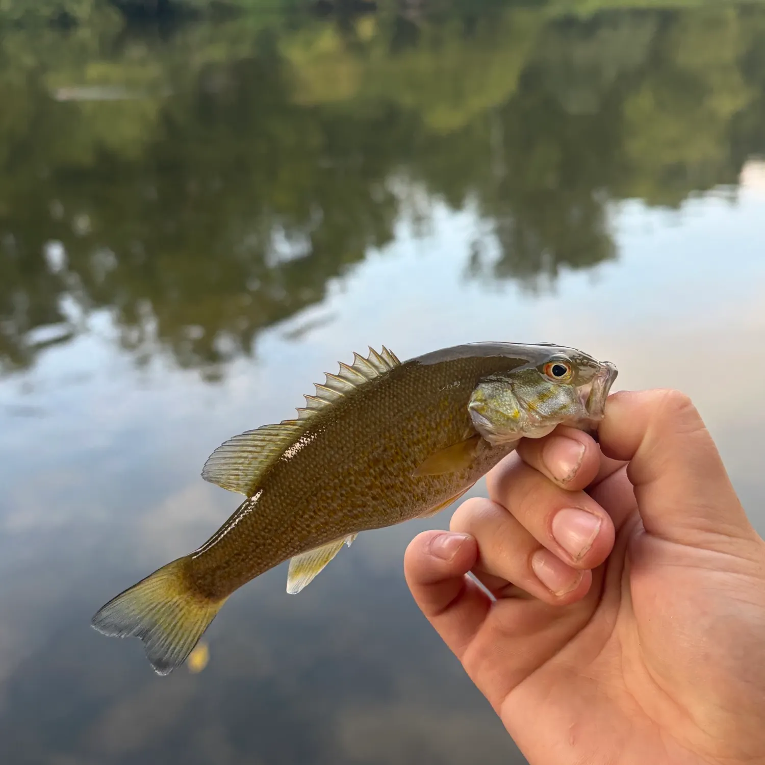 Smallmouth bass caught on Fishbrain