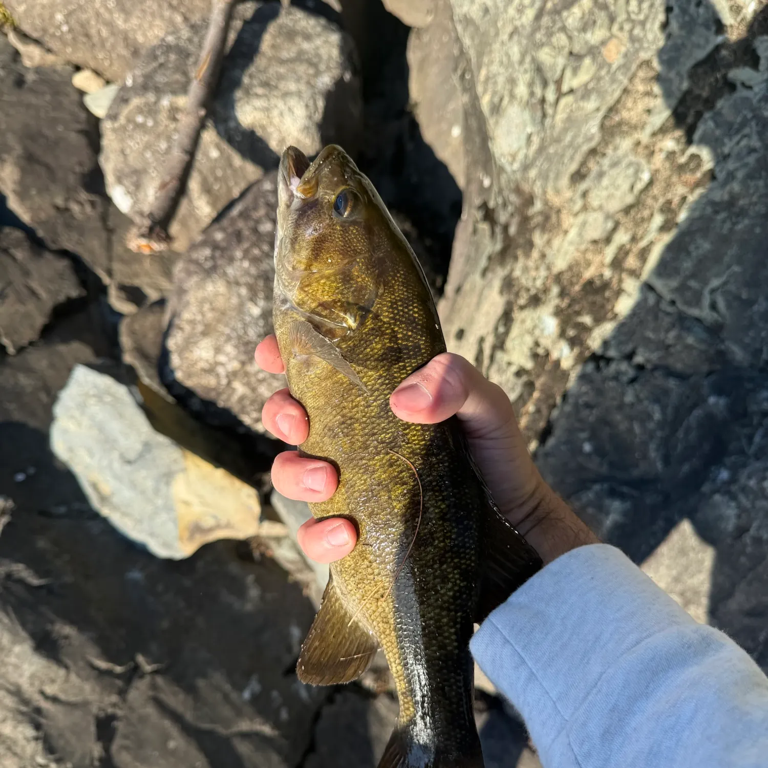 Smallmouth bass caught on Fishbrain