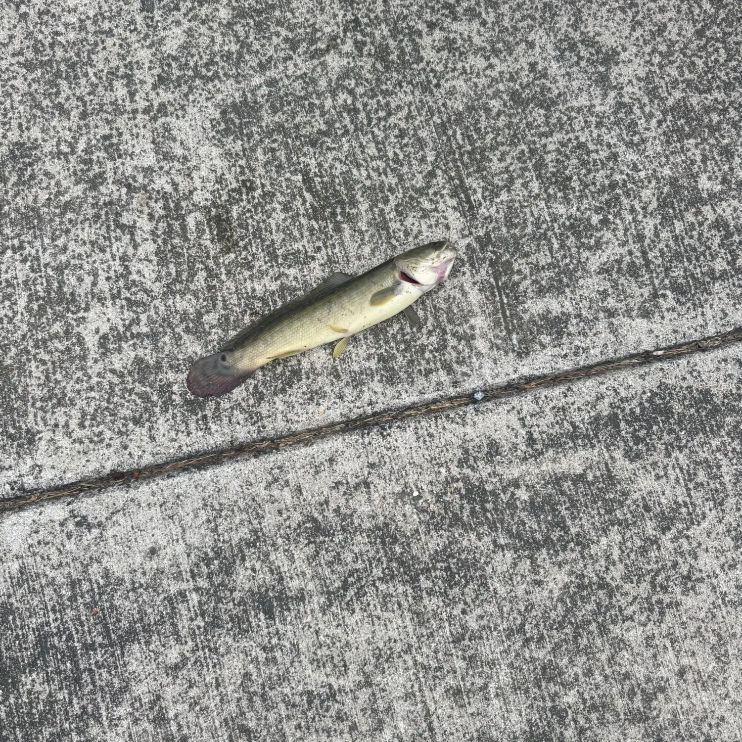 Eyetail bowfin caught on Fishbrain
