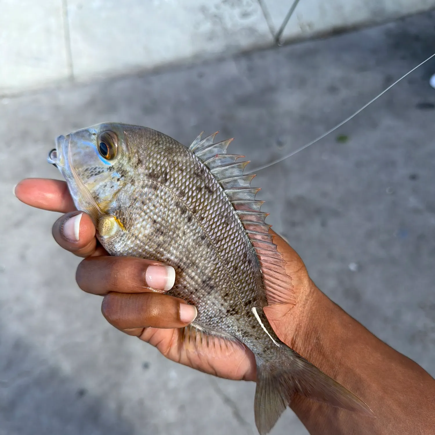 The most recent Littlehead Porgy catches on Fishbrain