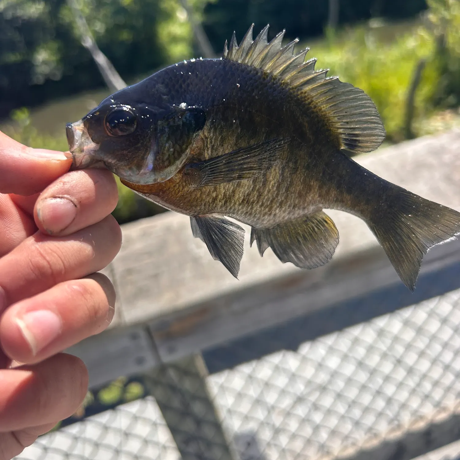 Bluegill caught on Fishbrain
