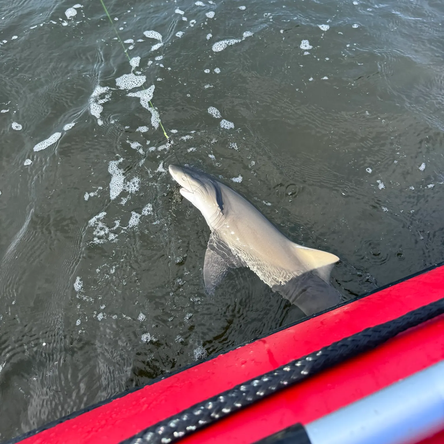 The most recent Grey reef shark catches on Fishbrain